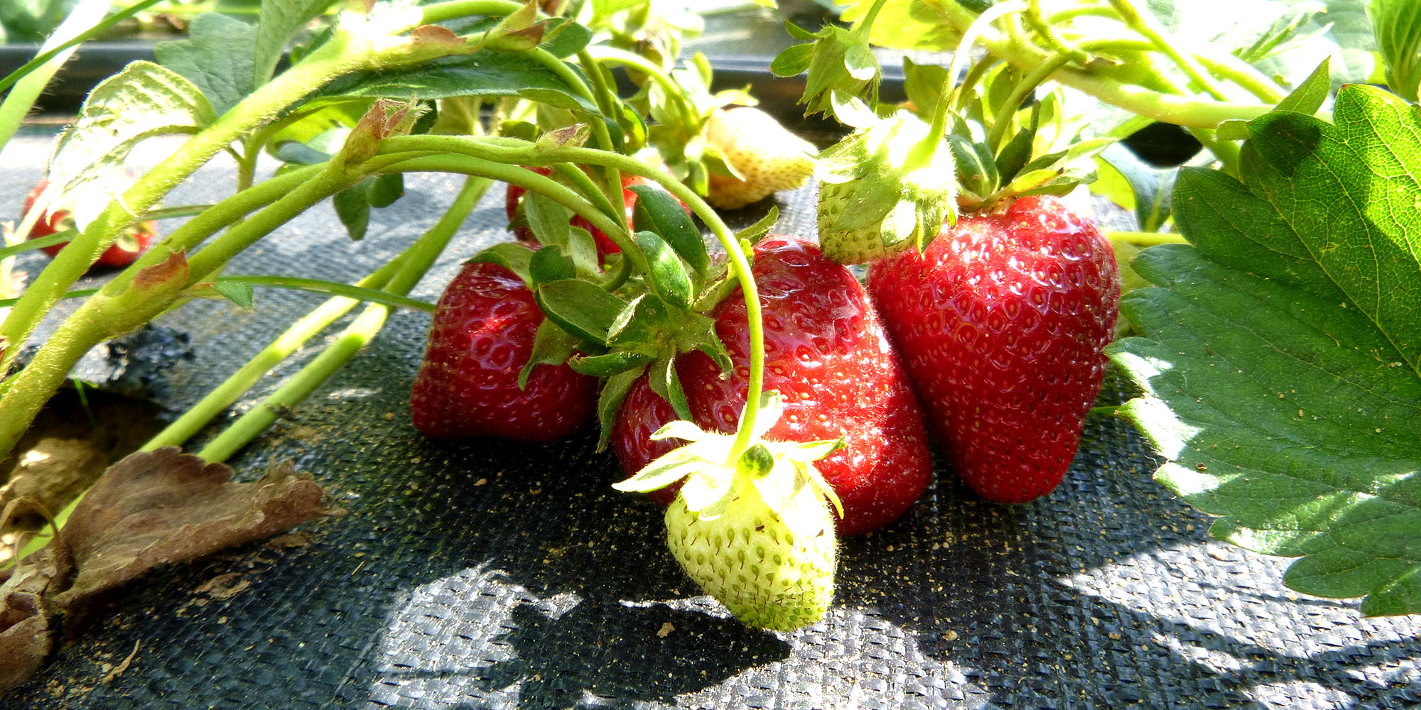 Strawberries grown on Full Sun Farm