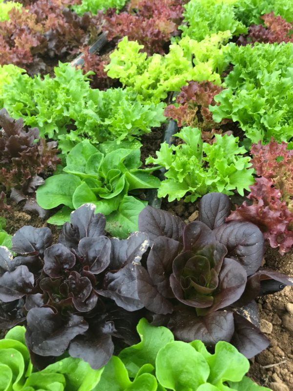 aVeg: Lettuce Mix