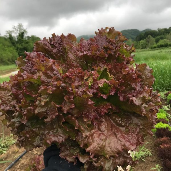 aVeg: Lettuce, Red Leaf