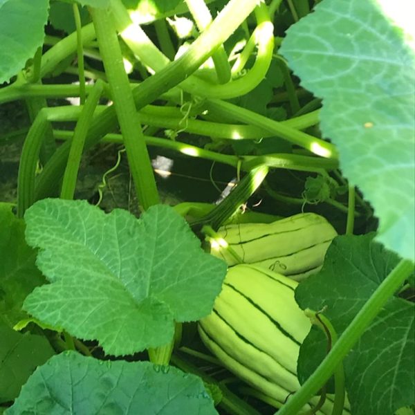 aVeg: Winter Squash, Delicata 2.5 lbs - Image 2