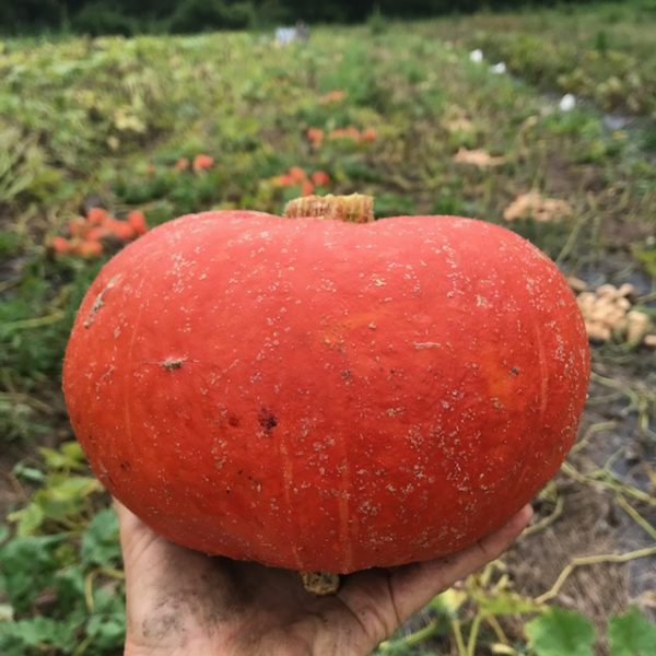 aVeg: Winter Squash, Sunshine kabocha about 2.5 lbs - Image 2