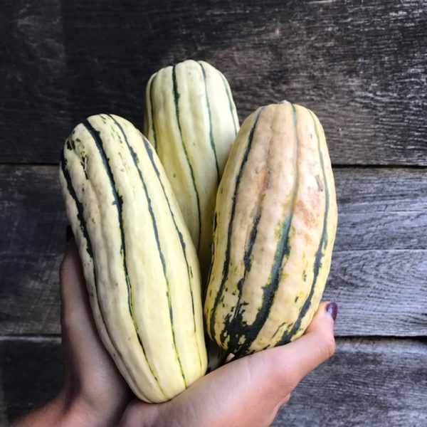 aVeg: Winter Squash, Delicata 2.5 lbs