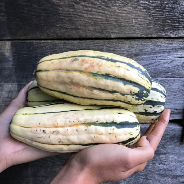 aVeg: Winter Squash, Delicata 2.5 lbs - Image 3