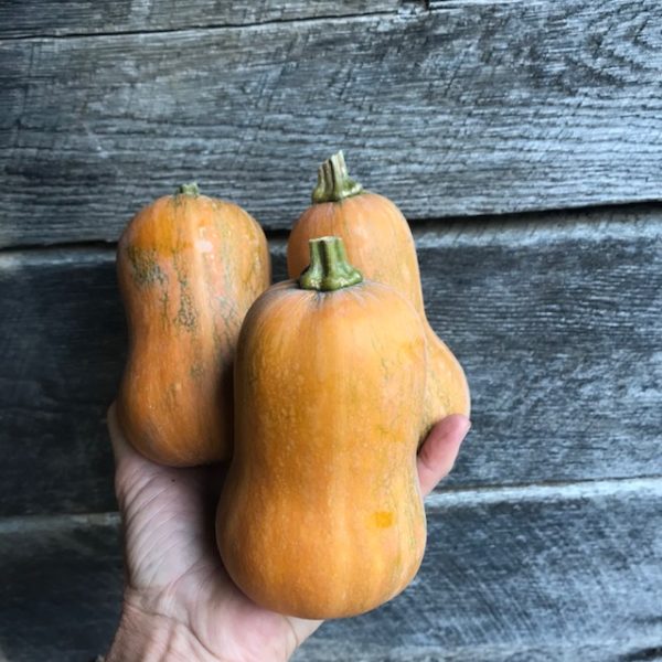 aVeg: Winter Squash, Honeynut, about 2 lbs