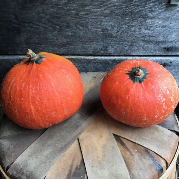 aVeg: Winter Squash, Sunshine kabocha about 2.5 lbs