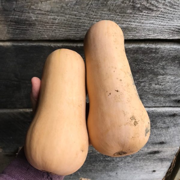 aVeg: Winter Squash, Butternut about 2.5 lbs