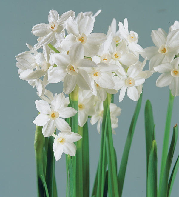 Paperwhites, potted - Image 2